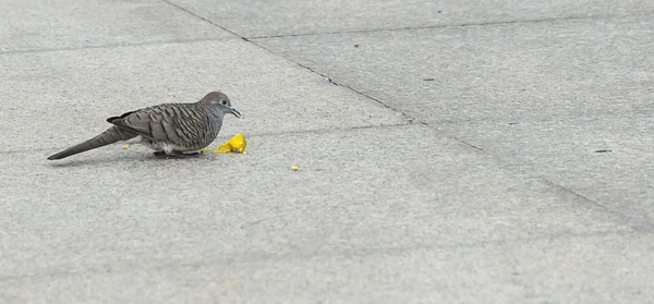 Dove bird eating food on tile floor. — Stock Photo, Image