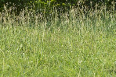 Hasat yeşil alanlar arka plan.