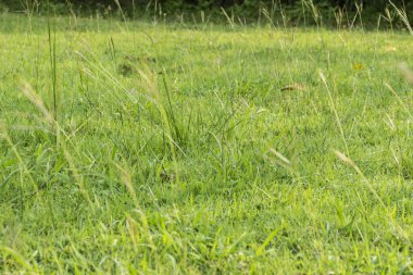 Hasat yeşil alanlar arka plan.