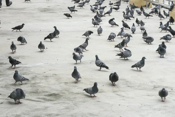 Group/flock of pigeon or dove birds eating food on concrete floor. — Stock Photo, Image