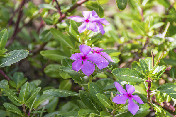 Пурпурный катарантус розовый
.