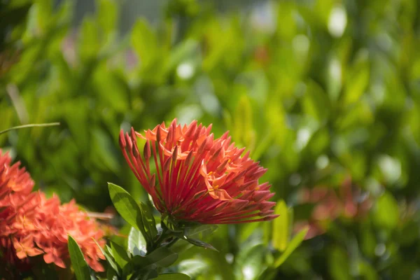 Czerwony kolec kwiat. Ixora marzanowatych stricta flora. — Zdjęcie stockowe