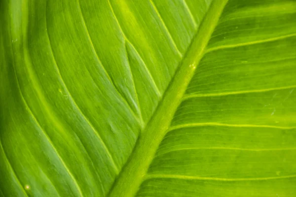 Detailní záběr zelená listová textury/pozadí. — Stock fotografie