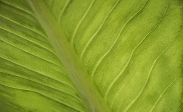 Nahaufnahme grüne Blatttextur / Hintergrund. — Stockfoto