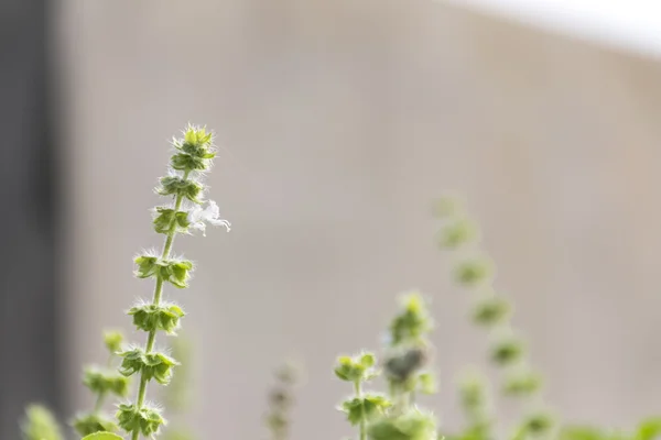 Lemon busuioc flori pe natura . — Fotografie, imagine de stoc