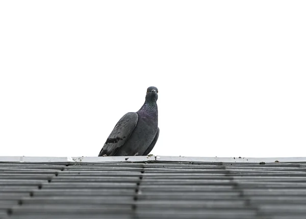 Pigeon or dove birds on roof tile. — Stock Photo, Image