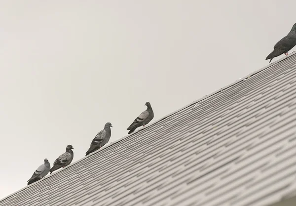 Skupina/hejna ptáků Holub či holubice. — Stock fotografie