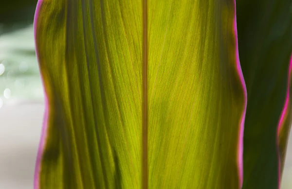 Close up green leaf texture/background. — Stock Photo, Image
