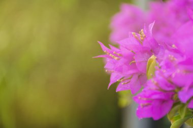 seçici odak pembe çiçek arka plan. Mor Bougainville.