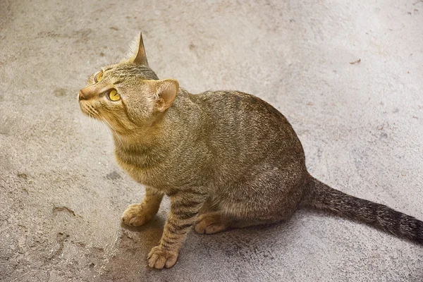 Kat opzoeken. Hoop dierlijke concept. — Stockfoto