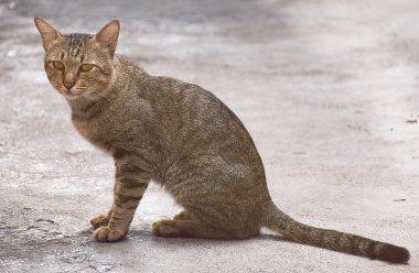 zarif kedi. hayvanlar arıyorsunuz.