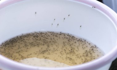 Plastik kase larva karides. 