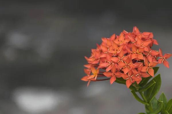 Floare roşie. Ixora Rubiaceae stricta flora . — Fotografie, imagine de stoc