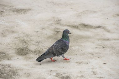Güvercin veya güvercin kuşu kat/yere Tayland.
