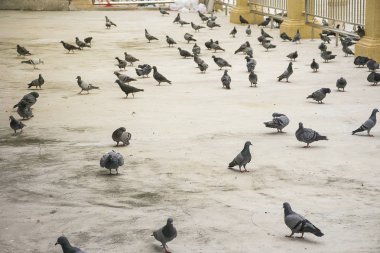 Grup/zemin/zemin beton üzerinde yemek yeme güvercin veya güvercin kuşlar sürüsü.