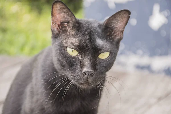 Smutsig svart katt. djur är lesion. — Stockfoto