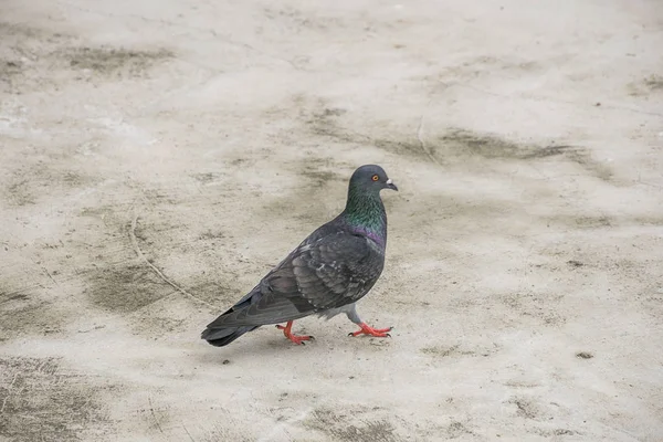 Paloma o pájaro paloma en el suelo en Tailandia . —  Fotos de Stock