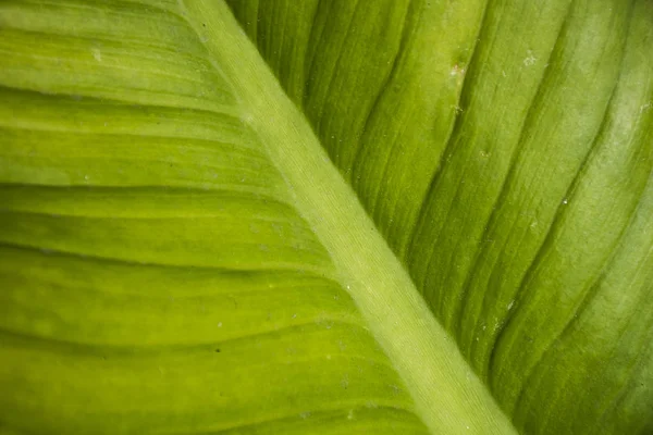 Primo piano texture foglia verde . — Foto Stock