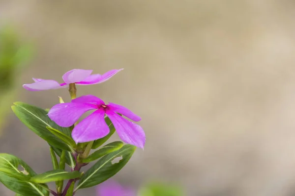 Purple Catharanthus flori de trandafir . — Fotografie, imagine de stoc