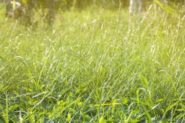 Yeşil alanlar arka plan hasat/buğday ile güneşli sabah.