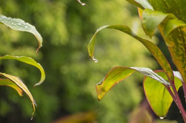Yeşil yaprak dokusunu kapat