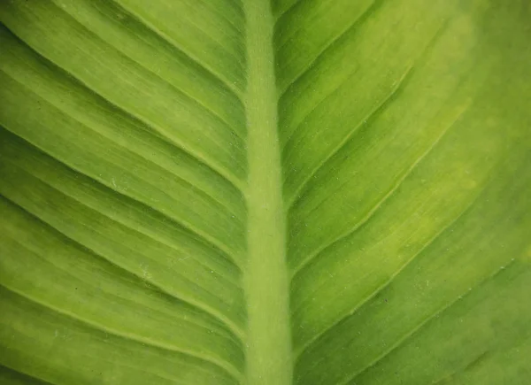 Close up texture foglia verde / sfondo . — Foto Stock