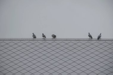 Grup/sürü Güvercin veya güvercin kuşları.