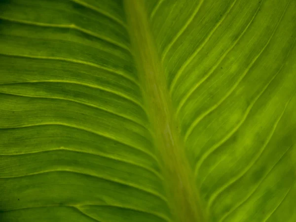 Detailní záběr zelená listová textury/pozadí. — Stock fotografie