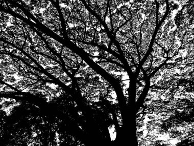 Siluet ağaç ve yaprak beyaz arka plan üzerinde izole.