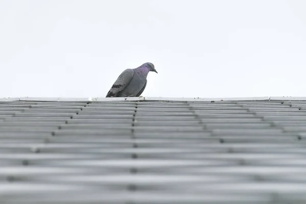 Duif of duif vogels op dakpan. — Stockfoto