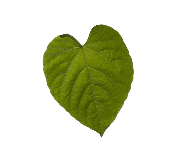 Isoler vert forme de feuille de coeur pour la Saint-Valentin, mariage avec fond blanc . — Photo