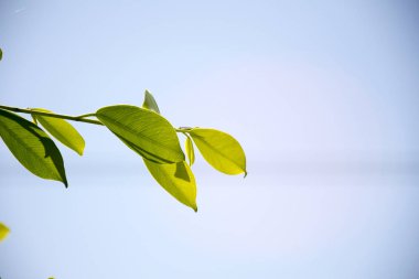 yeşil yaprakları/bitki doku doğa ile.