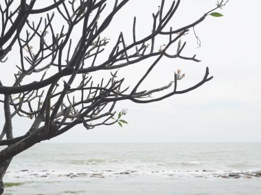 Yeşil bush ağaçları açık gökyüzü arka plan ile.