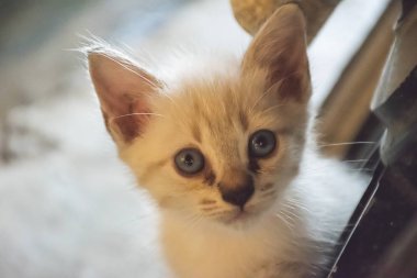 Güzel beyaz yavru kedi ve mavi gözleri.