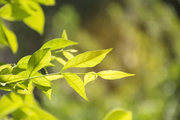 Zelené listy/rostlinných textur s přírodou. — Stock fotografie