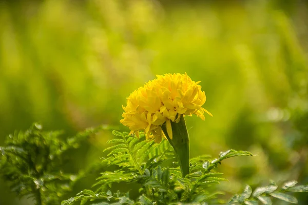 Красивый желтый Мэриголд / Календула цветы текстура / фон . — стоковое фото