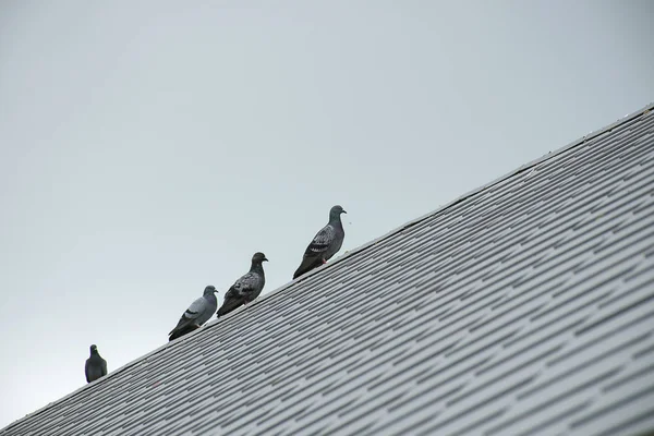 Group/flock pigeon or dove birds. — Stock Photo, Image