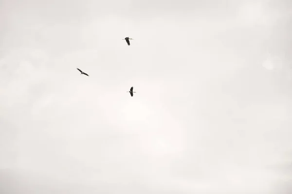 Group or flock birds. — Stock Photo, Image