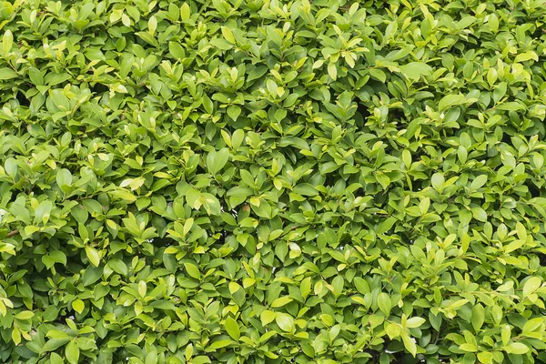 Groene bush blad achtergrond. — Stockfoto