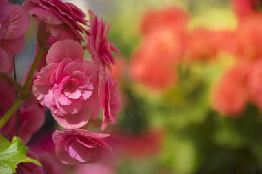 pembe çiçek arka plan seçici odak ile. 