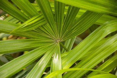 Orta yeşil yaprakları/bitki doku.