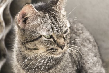 zarif kedi. hayvanlar arıyorsunuz.