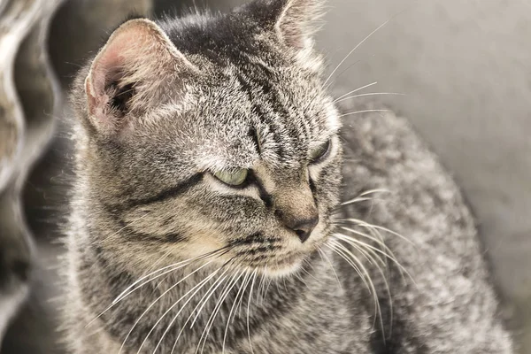 Elegant katt. djur som söker. — Stockfoto