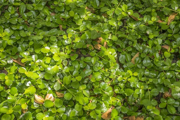 green leaves/plant texture with nature background.