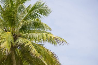 Yeşil bush ağaçları açık gökyüzü arka plan ile.