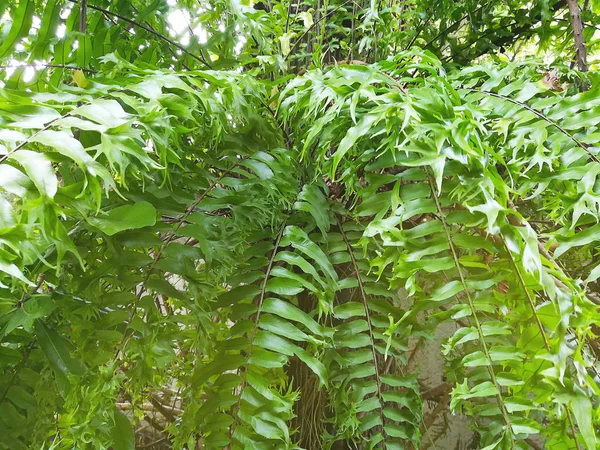 Zielone liście/roślina tekstura z naturą. — Zdjęcie stockowe