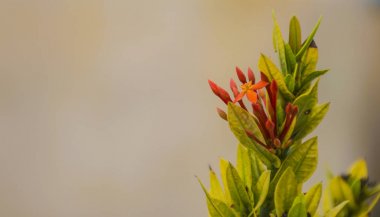 Kırmızı çiçek. MahS Rubiaceae stricta flora Tayland.