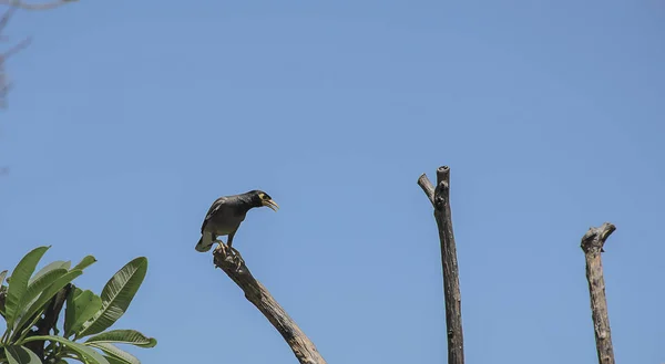 Nahaufnahme Schwarzer Vogel Auf Baum Mit Himmelshintergrund — Stockfoto