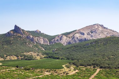 Plantation üzüm dağlar arasında