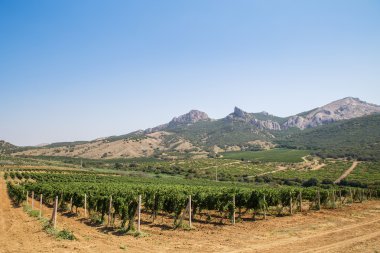 Plantation üzüm dağlar arasında